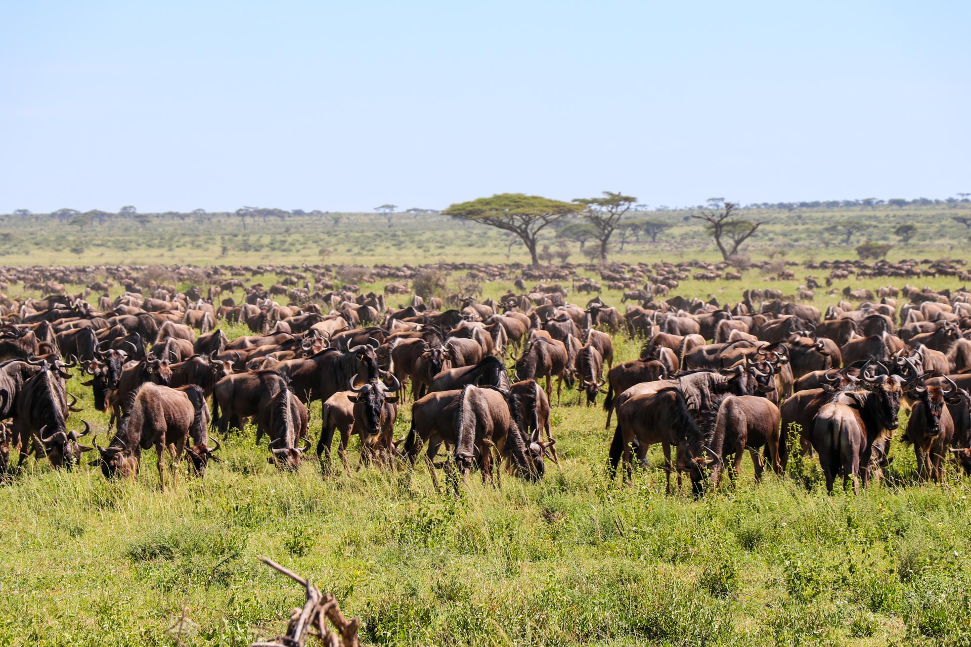 Serengeti National Park