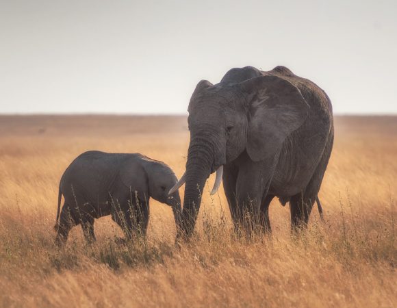 6 Days Luxury Lodge Safari | Fly Out Serengeti
