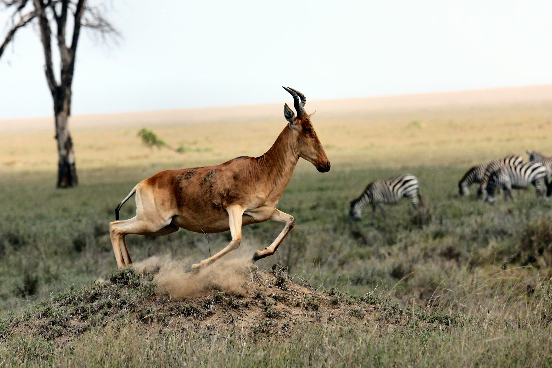 Ngorongoro Crater