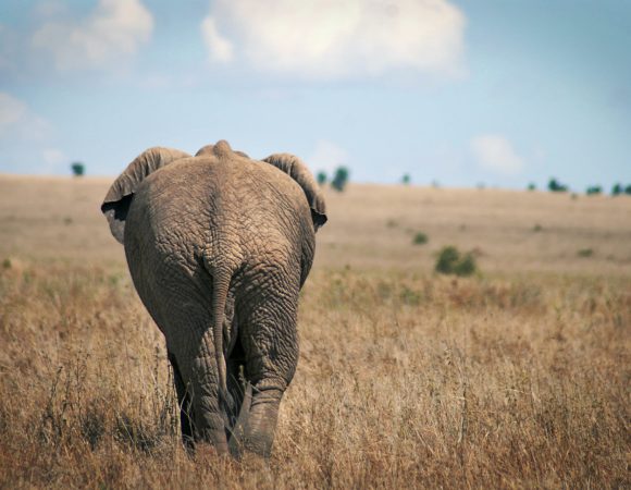 5 Days Tanzania Big Five Safari