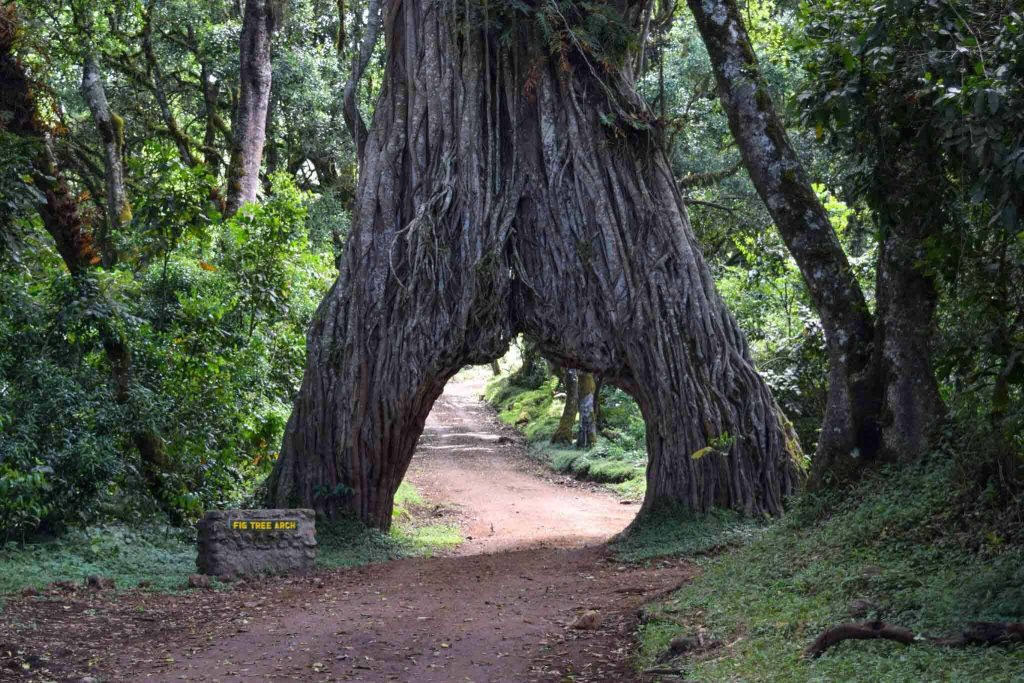 1 Day Safari to Arusha National Park - Velam Tours