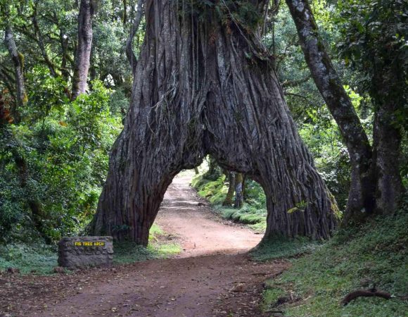 1 Day Safari to Arusha National Park