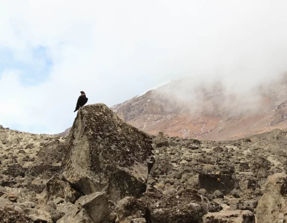 Kilimanjaro 7 Days Rongai Route