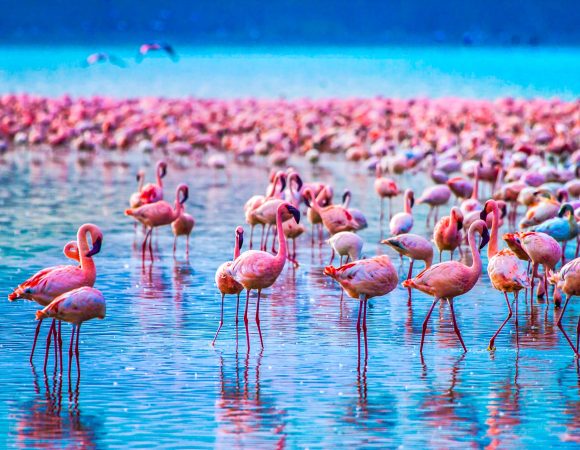 Lake Manyara Safari Day Trip Tour