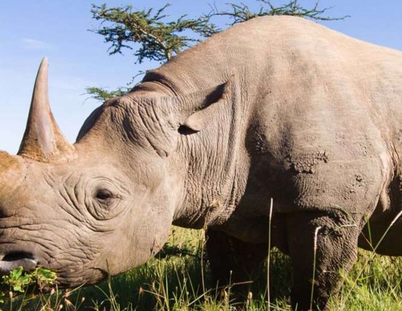 Mkomazi National Park Day Trip