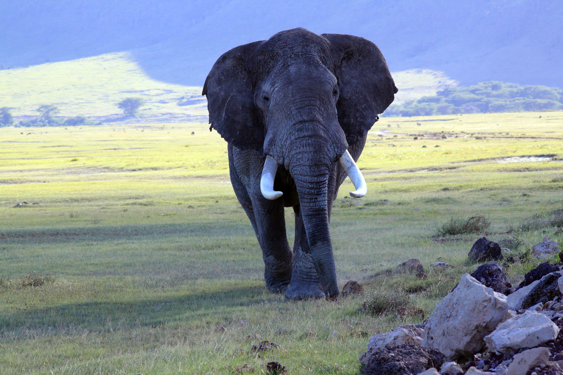 Tanzania Safari