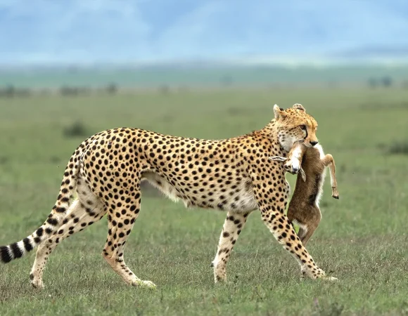 The Ideal Number of Days for a Tanzania Safari