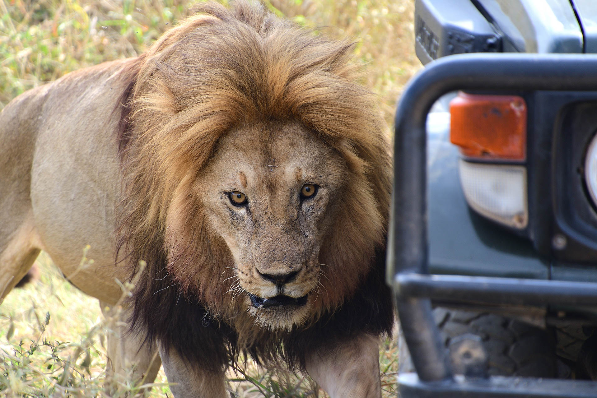 Ruaha National Park
