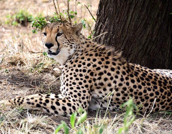 5 Days Tanzania Camping Safari