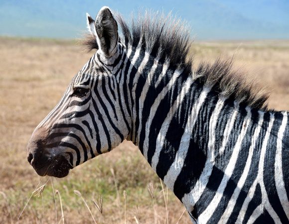 3 Days Tanzania Camping Safari