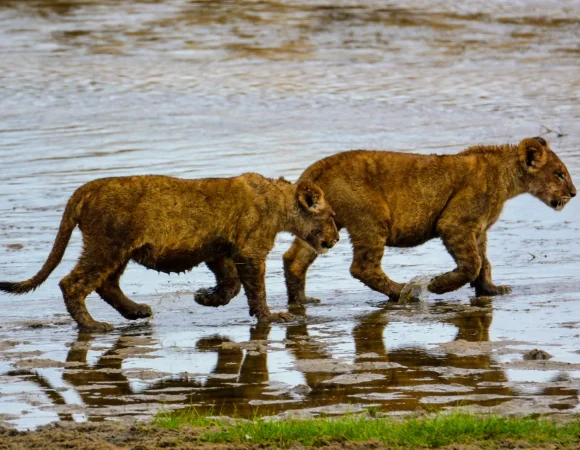 3 Days Mid-Range Lodge Safari