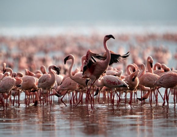 Velam Birders Paradise: 7-Day Birdwatching Adventure Northern Tanzania