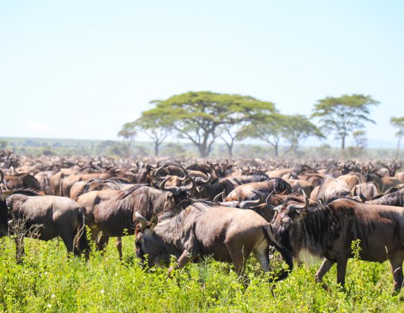 Family Adventure – 7 Days Northern Safari & Materuni Waterfall Tours