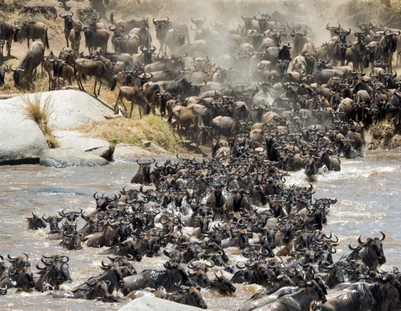 Velam Signature Migration Safari Experience & Cultural Adventure