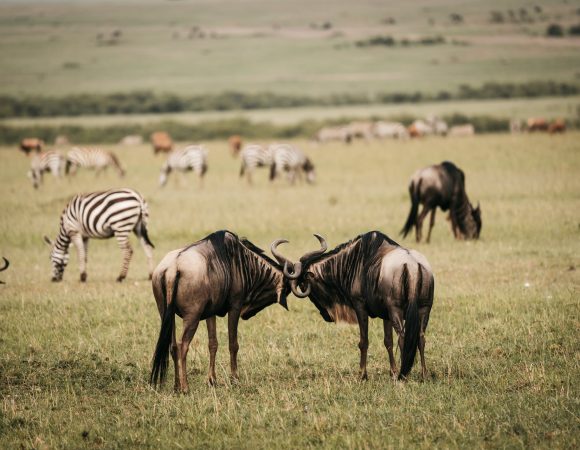 Exclusive 9-Day Wildlife Photography Safari & Materuni Waterfall