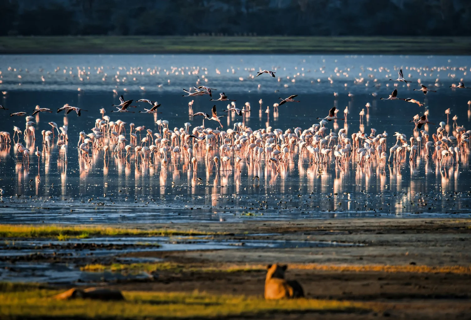 Best Places to Go for Tanzania Bird Watching Experiences
