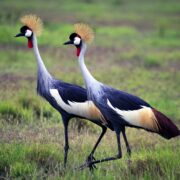Best Places to Go for Tanzania Bird Watching Experiences