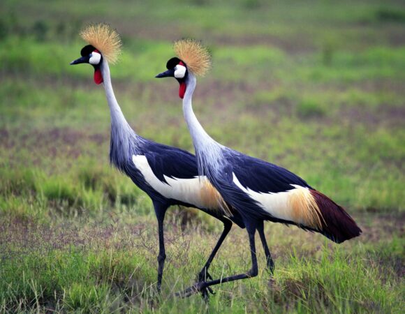 Best Places to Go for Tanzania Bird Watching Experiences
