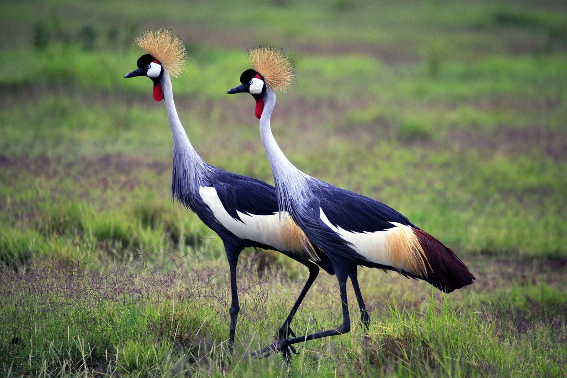 Best Places to Go for Tanzania Bird Watching Experiences