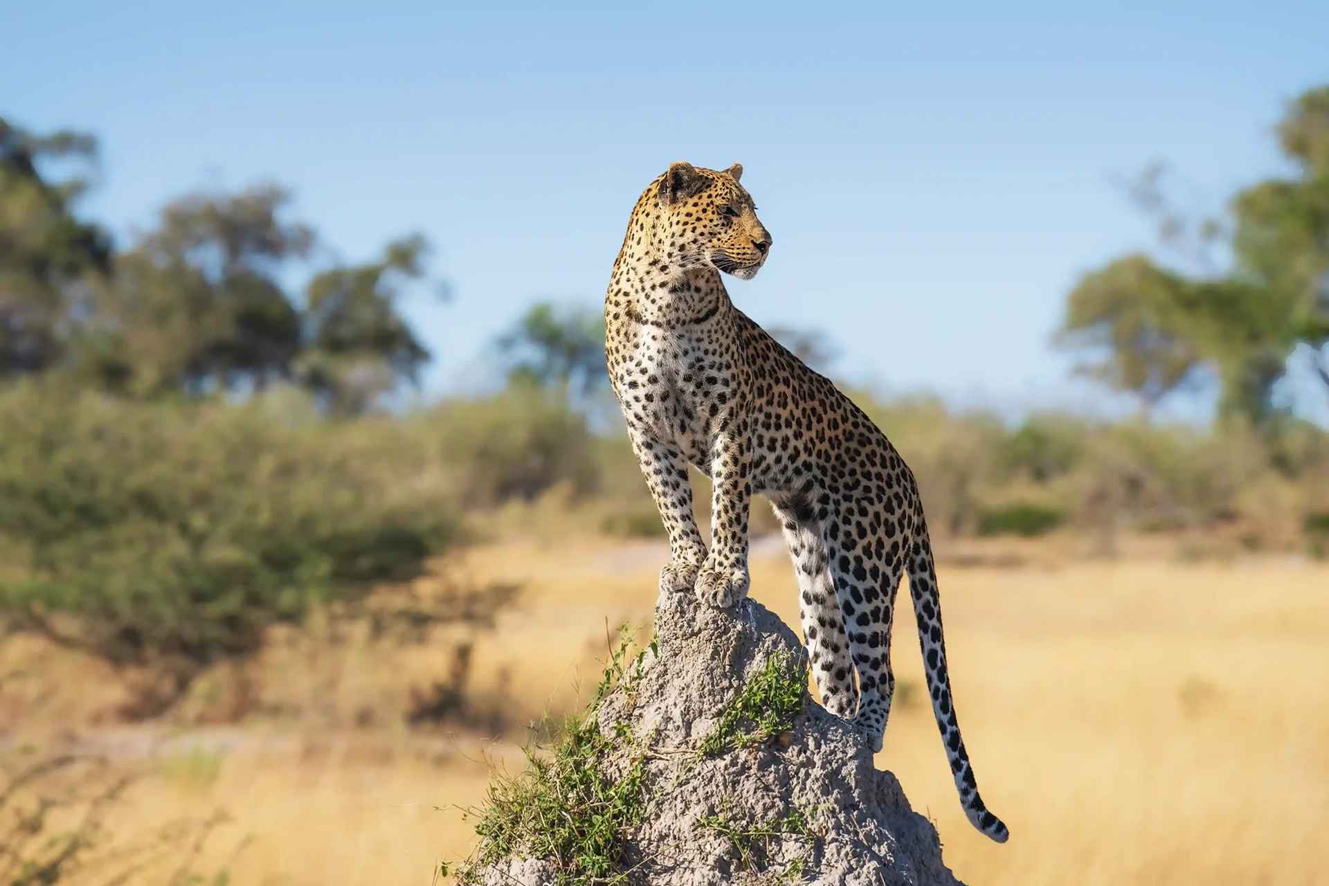 What Does a Tanzania Safari Really Cost?