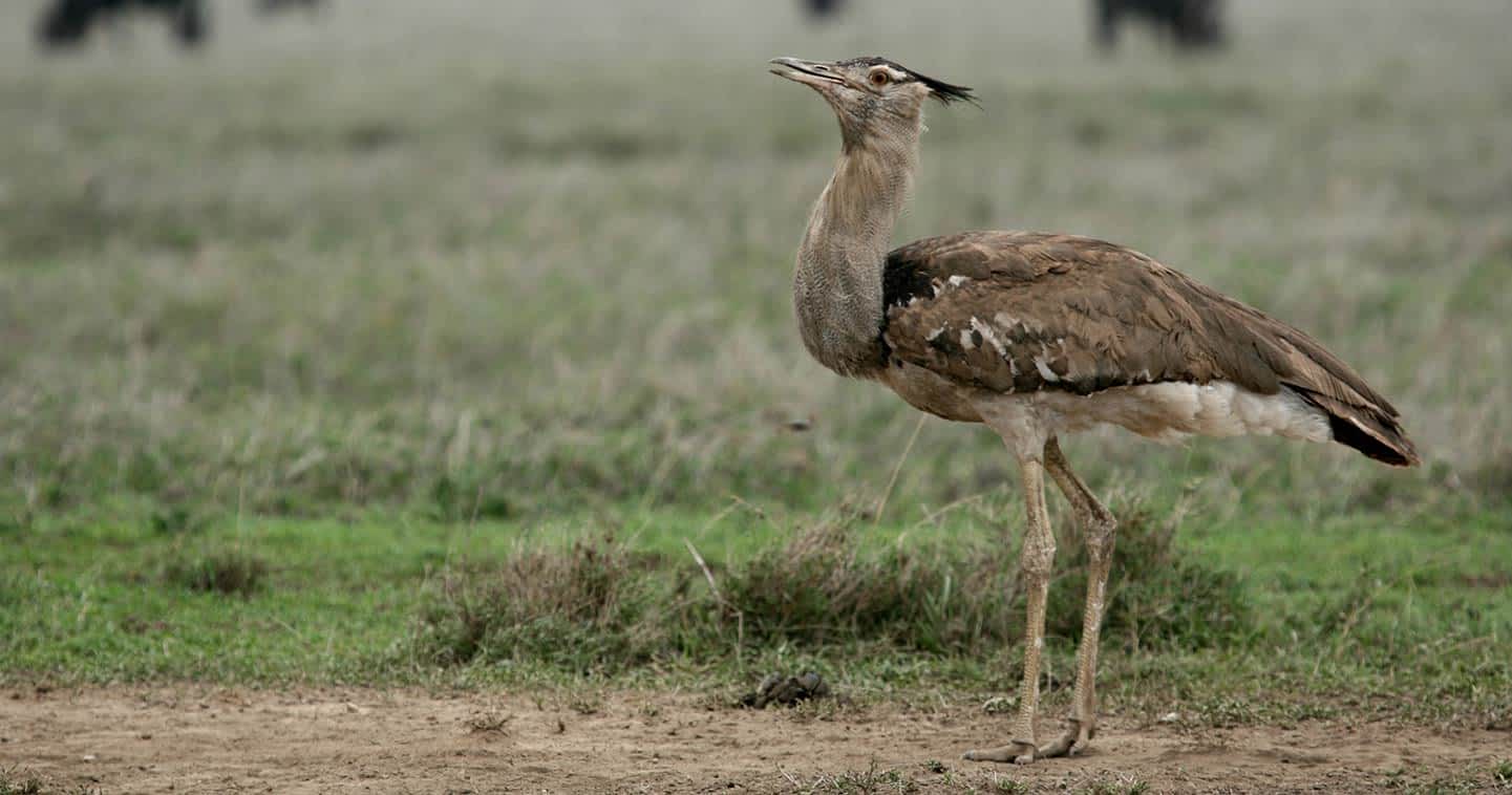 Best Places to Go for Tanzania Bird Watching Experiences