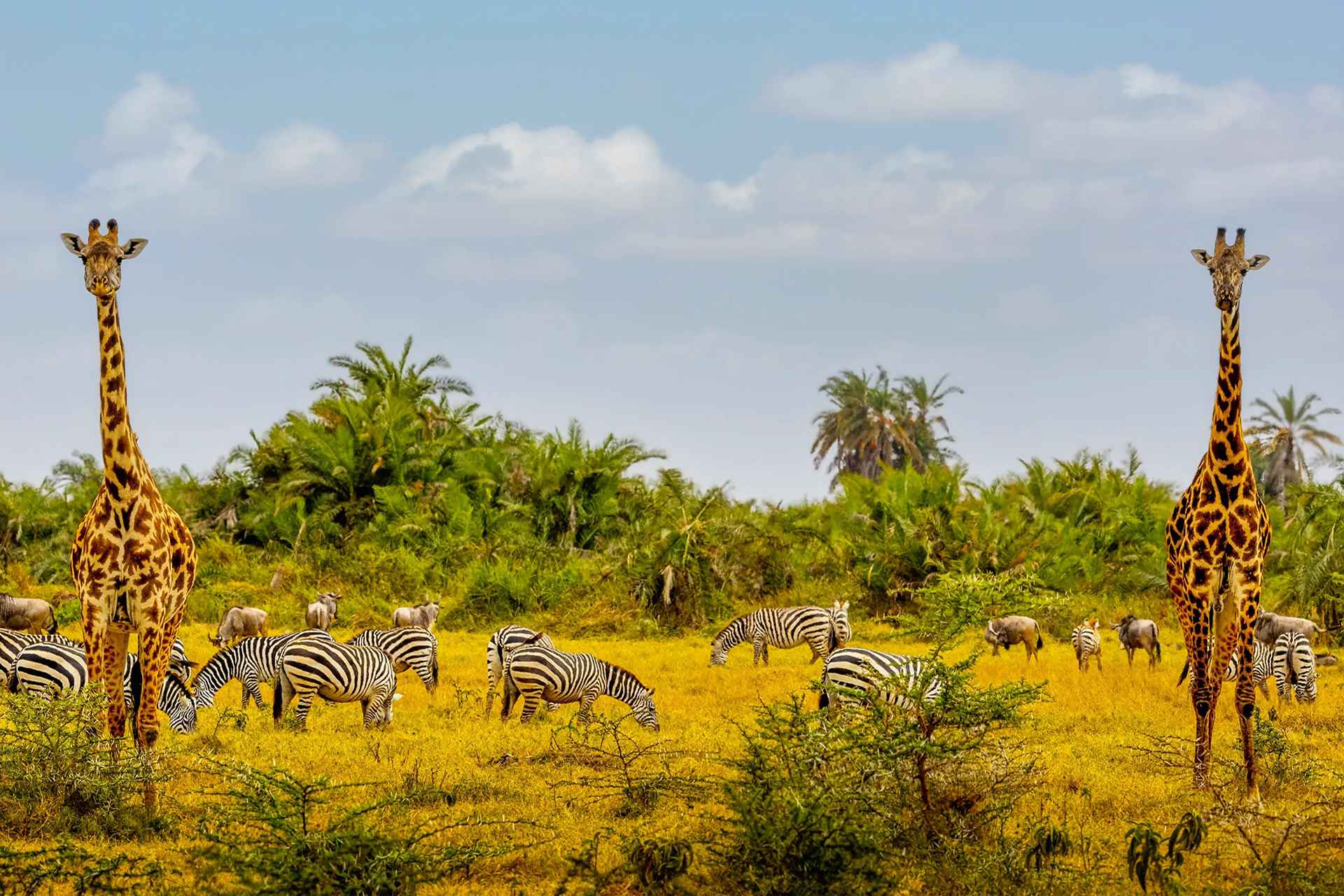 Most Recommended Tanzania Safari Itineraries